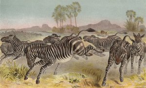 Zebra